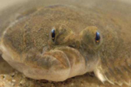 /products/platvis-chirurgie/